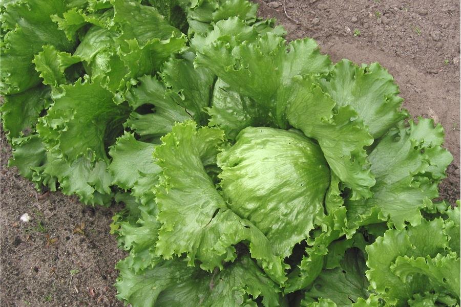 IJsbergsla Kempengoud Webshop