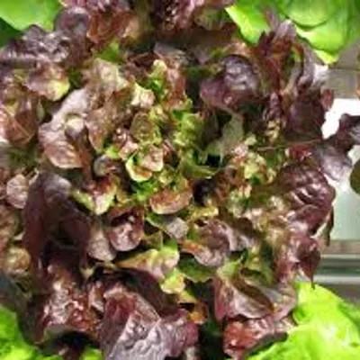 Eikenbladsla Kempengoud Webshop