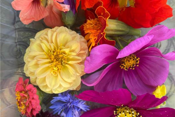Eetbare bloemen Eetbare bloemen van Blos Webshop