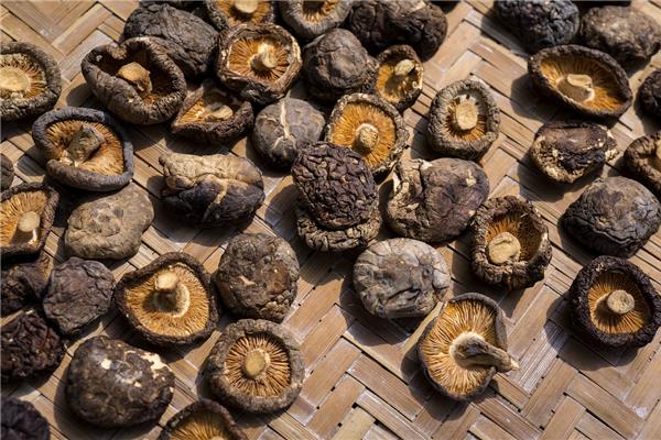 Shiitake (bio) Kempengoud Webshop