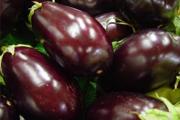 Aubergines (BIO) Kempengoud Webshop