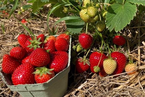 aardbeien 500g Kempengoud Webshop