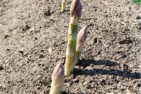 Asperges ongeschild (bio) Kempengoud Webshop