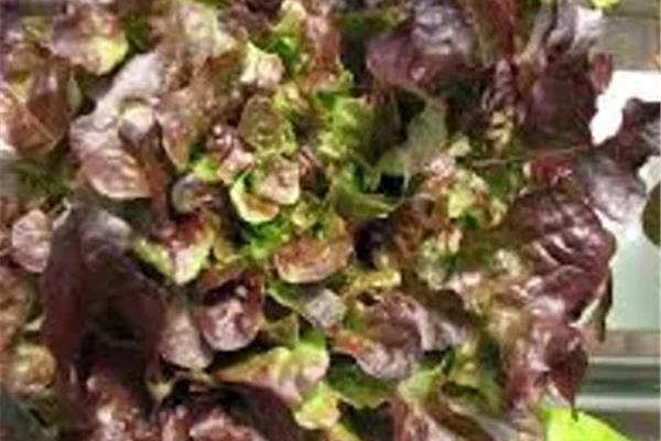 Eikenbladsla Kempengoud Webshop