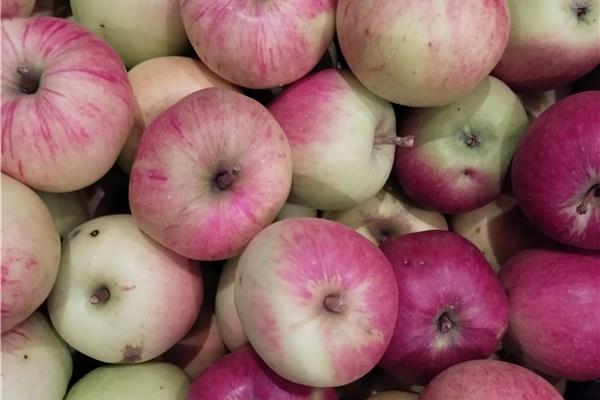 scholierappels 't Loonse voedselbos Webshop