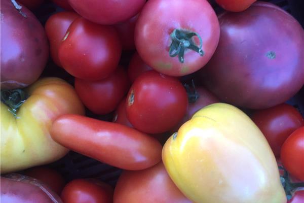 Tomaten mix Producten in de kijker Webshop