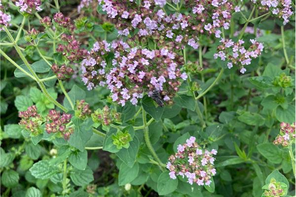 Oregano Verse kruiden van de Zwanenberg Webshop