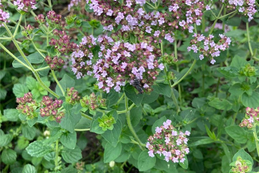 Oregano Verse kruiden van de Zwanenberg Webshop