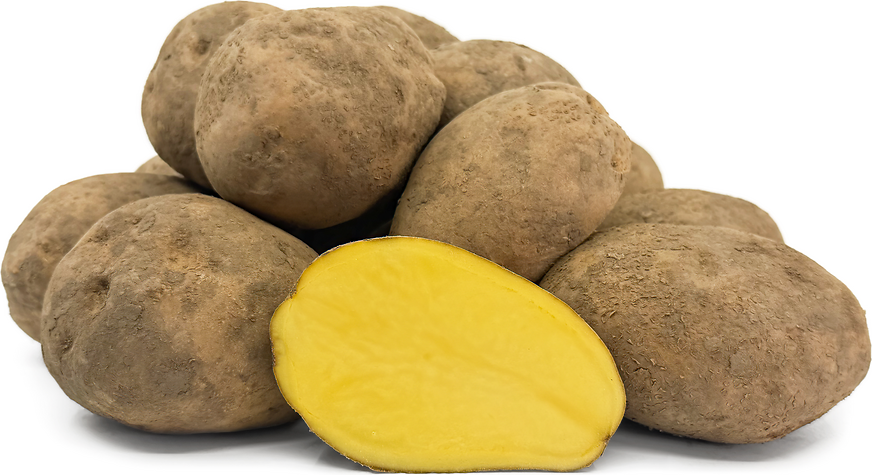 Aardappel Agra 1,5kg De Vrijloophoeve Webshop
