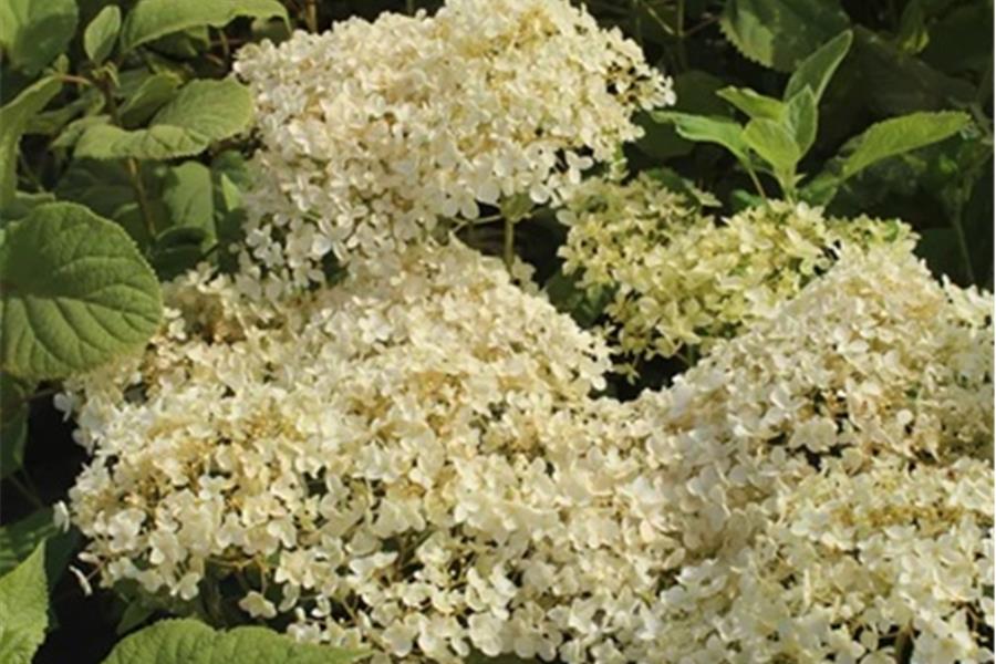 Hydrangea arborescens 'Annabelle' Planten Webshop