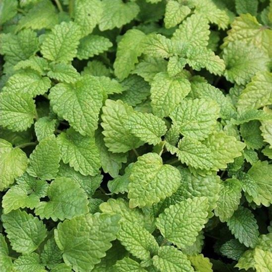 Melissa officinalis (citroenmelisse) Planten Webshop