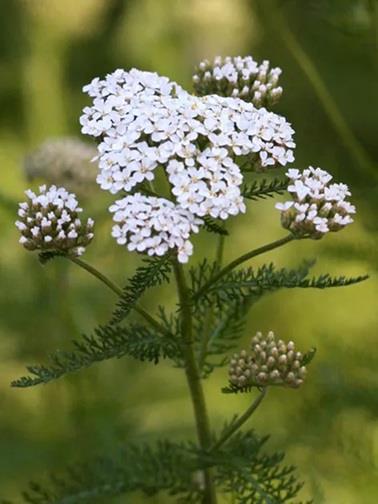 Achillea millefolium (Duizendblad) Planten Webshop