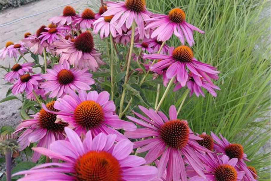 Echinacea purpurea – Zonnehoed Planten Webshop
