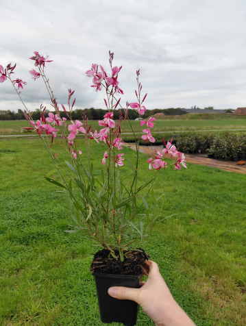 Gaura Siskiyou Pink Lindheimeri Planten Webshop