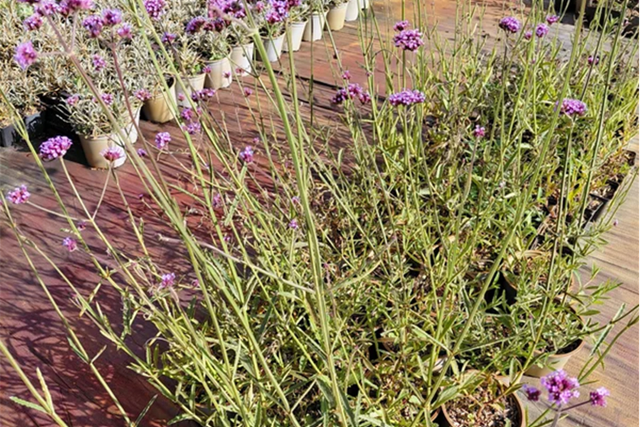 Verbena bonariensis – IJzerhard Planten Webshop