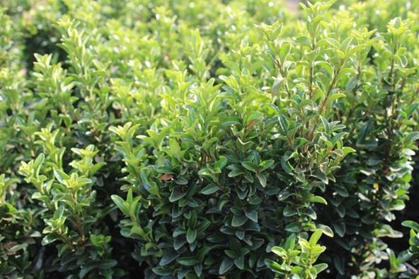 Euonymus 'Green Spire' (kardinaalsmuts) Planten Webshop