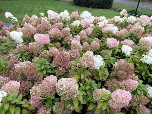 Hydrangea paniculata 'Pink Lady' Planten Webshop