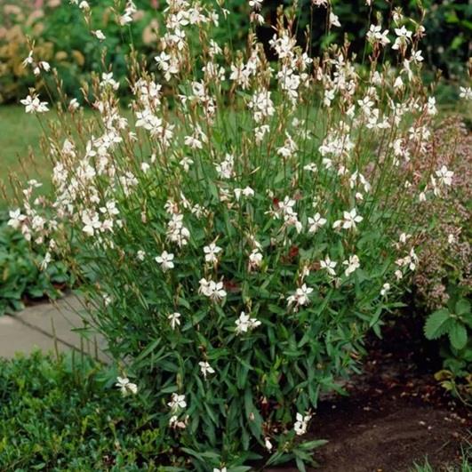 Gaura l. 'Whirling Butterflies' (Prachtkaars) Planten Webshop