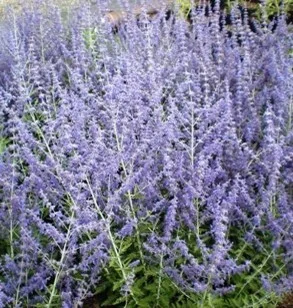 Perovskia atriplicifolia 'Blue Spire' – Reuzenlavendel Planten Webshop