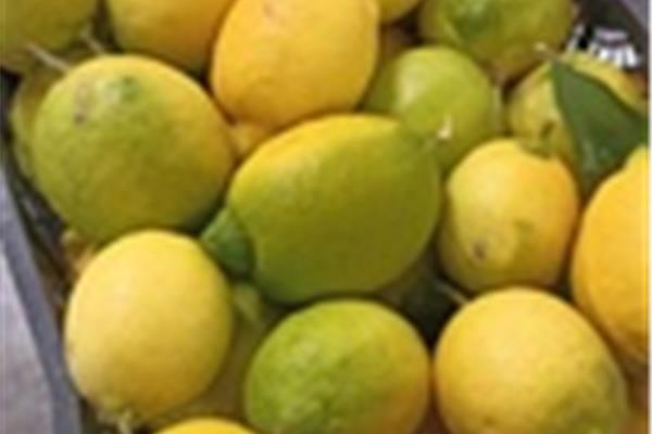 Citroenen Amalfi Vers aanbod in de winkel op 7 augustus en 8 augustus Webshop