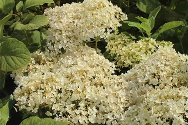 Hydrangea arborescens 'Annabelle' Planten Webshop