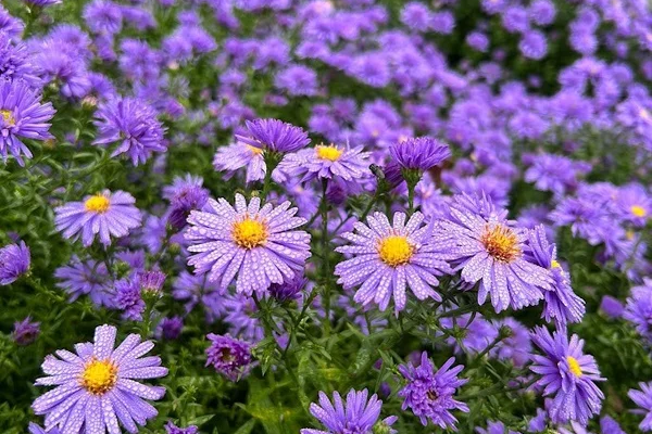Aster (D) 'Prof. Anton Kippenberg Planten Webshop