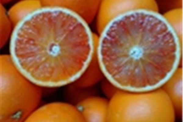 Bloedappelsien (Tarocco Sant'Alfio) Vers aanbod in de winkel op 20 maart en 21 maart Webshop