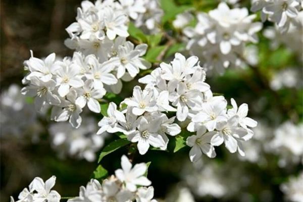 Deutzia gracilis (bruidsbloem) Planten Webshop