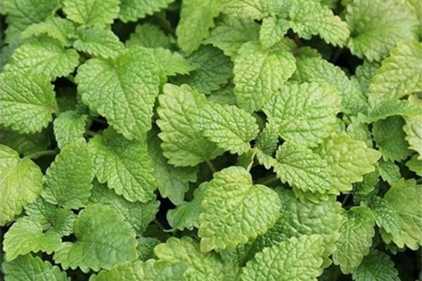 Melissa officinalis (citroenmelisse) Planten Webshop