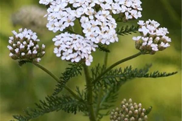 Achillea millefolium (Duizendblad) Planten Webshop