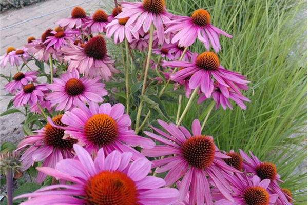 Echinacea purpurea – Zonnehoed Planten Webshop