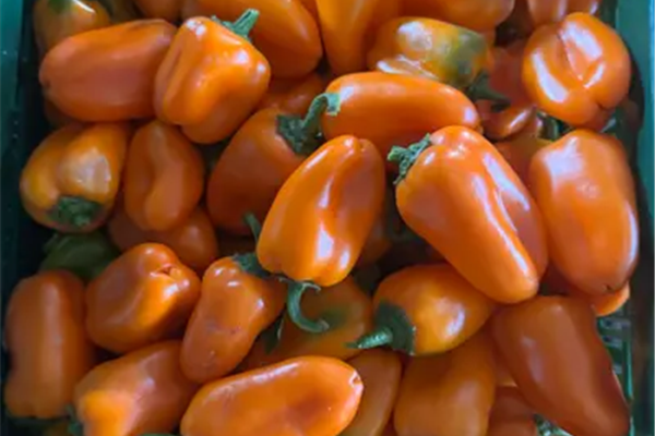 Oranje snack paprika Vers aanbod in de winkel op 18 september en 19 september Webshop