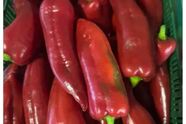 Rode zoetepunt paprika Vers aanbod in de winkel op 18 september en 19 september Webshop