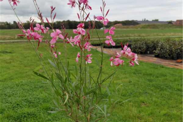 Gaura Siskiyou Pink Lindheimeri Planten Webshop