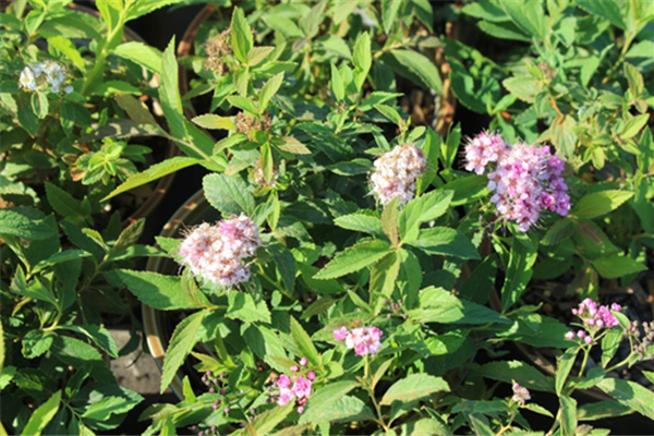 Spiraea japonica 'Genpei' Planten Webshop