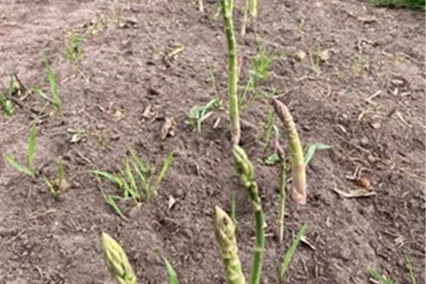 Groene Asperges ongeschild Vers aanbod in de winkel op 8 mei en 9 mei Webshop