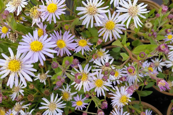 Aster ageratoides 'Asmo' – Herfstaster Planten Webshop