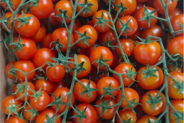 Kerstomaten Vers aanbod in de winkel op 19 juni en 20 juni Webshop