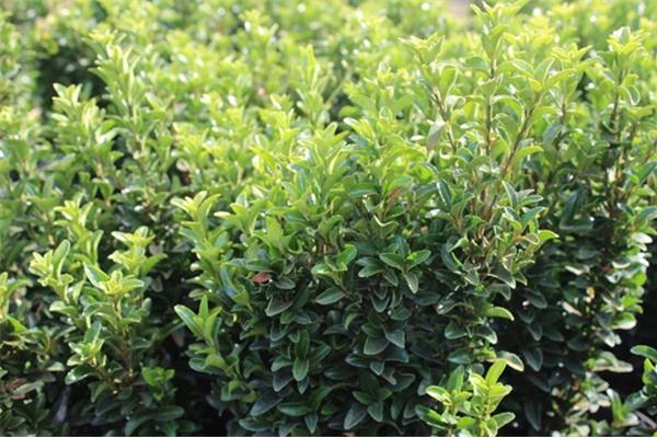 Euonymus 'Green Spire' (kardinaalsmuts) Planten Webshop