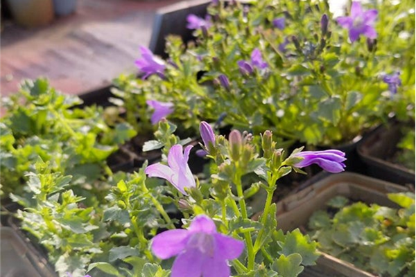 Campanula portenschlagiana – Klokjesbloem Planten Webshop