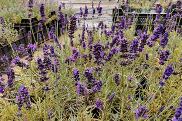 Lavandula angustifolia 'Hidcote' – Lavendel Planten Webshop