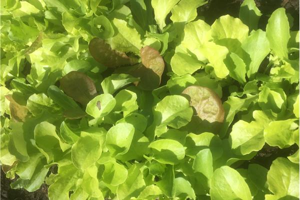 Mesclun mix De Zwanenberg Webshop