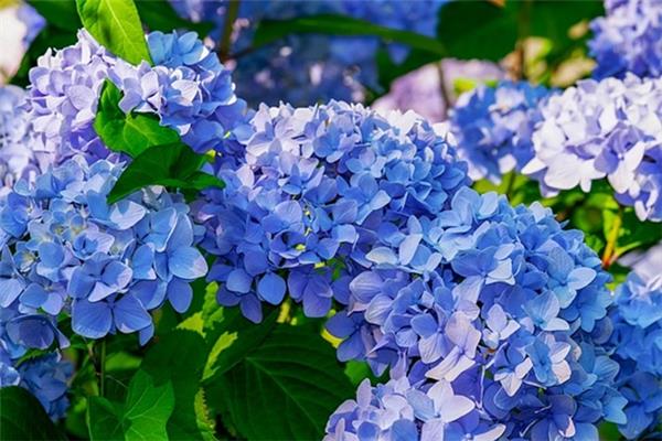 Hydrangea macrophylla 'Nikko Blue' Planten Webshop