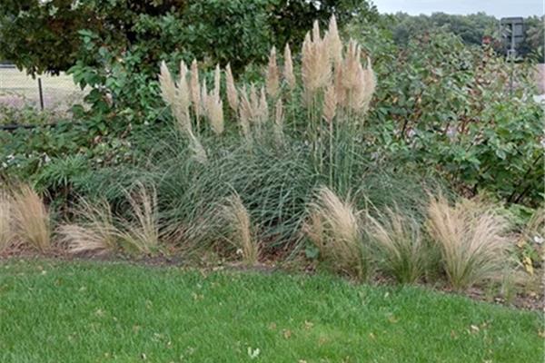 Cortederia sellona Pumila (pampasgras) Planten Webshop