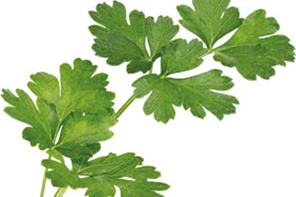 Peterselie in een potje Vers aanbod in de winkel op 20 maart en 21 maart Webshop