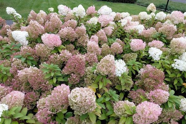 Hydrangea paniculata 'Pink Lady' Planten Webshop
