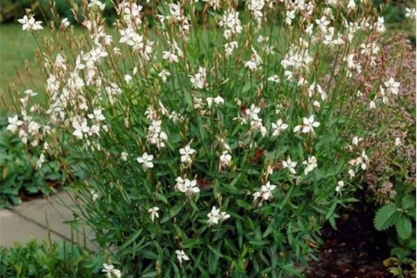 Gaura l. 'Whirling Butterflies' (Prachtkaars) Planten Webshop