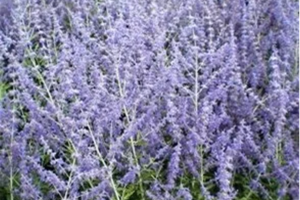 Perovskia atriplicifolia 'Blue Spire' – Reuzenlavendel Planten Webshop