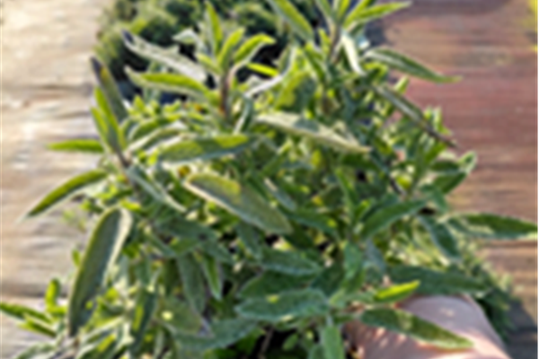 Salvia officinalis – salie Planten Webshop