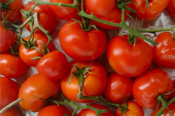 trostomaten Vers aanbod in de winkel op 20 maart en 21 maart Webshop